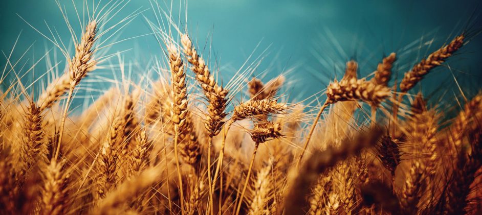 Gafta to Amend its Arbitration Rules