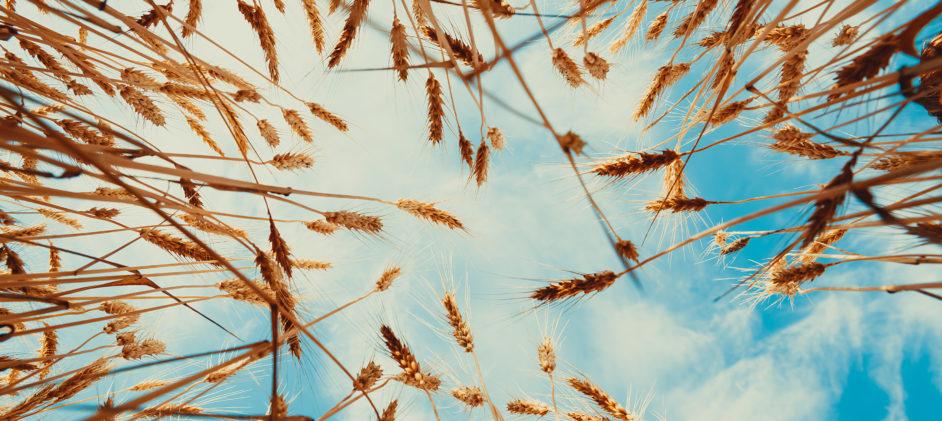 Fortior Law (Ukraine) becomes a member of Gafta