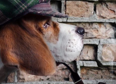 «Собака, який не гавкає»: коли мовчання призводить до ліквідації компанії