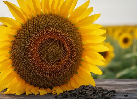 Participation of US and South American Companies in FOSFA Arbitration